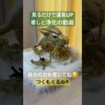 #癒し #龍神様 #龍神 #スピリチュアル #龍神パワー #浄化 #金運アップ #つくもぐるみ #神様が宿るぬいぐるみ #金龍