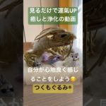 #龍神様 #癒し #龍神 #スピリチュアル #龍神パワー #浄化 #つくもぐるみ #金運アップ #神様が宿るぬいぐるみ #金龍 #虹龍 #白狼 #銀龍