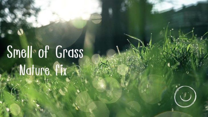 【癒し音楽】草原の匂い・心地よい音楽・お昼寝・睡眠・リラックス・瞑想・幸福感