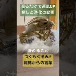 #龍神様 #癒し #龍神 #スピリチュアル #龍神パワー #浄化 #つくもぐるみ #金運アップ #神様が宿るぬいぐるみ #金龍 #銀龍 #白狼