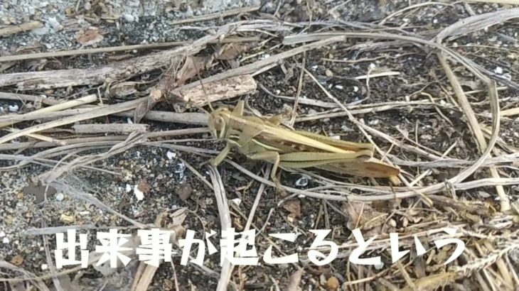 スピリチュアルの話っていろいろあるんやな