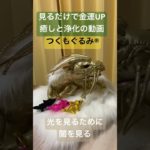 #スピリチュアル #龍神様 #つくもぐるみ #癒し #龍神 #龍神パワー #浄化 #金運アップ #神様が宿るぬいぐるみ #金龍 #黒龍 #黄龍 #姫龍