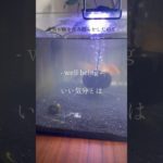 『Well being – 良い気分とは？』#shorts #宇宙理論 #言霊 #金魚