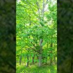 #bgm #瞑想 #432hzmusic #癒し #瞑想用音楽 #musicgenre #リラックス #artist #musictype #朝日 今日も良い一日になりますように🍀