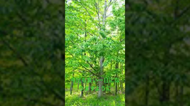 #bgm #瞑想 #432hzmusic #癒し #瞑想用音楽 #musicgenre #リラックス #artist #musictype #朝日 今日も良い一日になりますように🍀