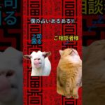 僕の占いあるある11#占い ＃ #スピリチュアルリーディング＃ #猫ミーム＃会社