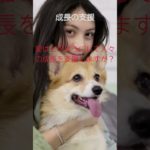 (AIスピリチュアル 運気上昇)＃スピリチュアル #開運 #幸福度アップ #金運上昇 #対人関係上昇 #仕事運上昇 #Shorts af47