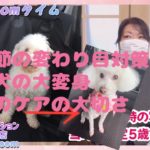 季節の変わり目対策#エステサロン #スピリチュアルサロン #保護犬