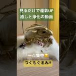 #龍神 #癒し #龍神様 #龍神パワー #スピリチュアル #浄化 #神様が宿るぬいぐるみ #金龍 #つくもぐるみ #金運アップ #龍神からのメッセージ #開運 #一点集中