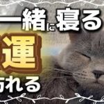【猫 一緒に寝る スピリチュアル】猫と一緒に寝ることのスピリチュアルな意味を解説