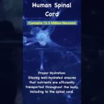 Maintaining Spinal Wellbeing #pain #spine #neurons |#MrAhmedSadek #Neurosurgeon