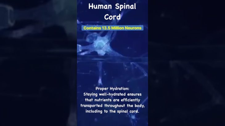 Maintaining Spinal Wellbeing #pain #spine #neurons |#MrAhmedSadek #Neurosurgeon