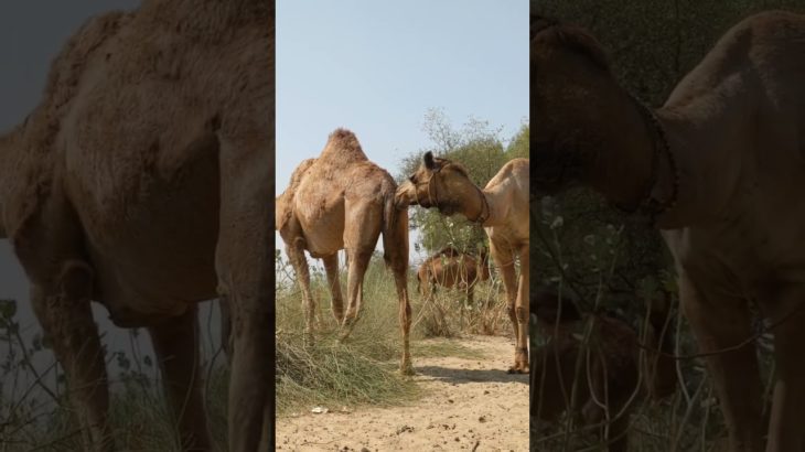 Camel Care: Best Practices for Health and Well-being”#shortvideos #shorts #viral