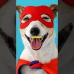 Vaccinations are crucial for your pets well-being #trendingshorts