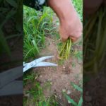 Well-being sorghum herb