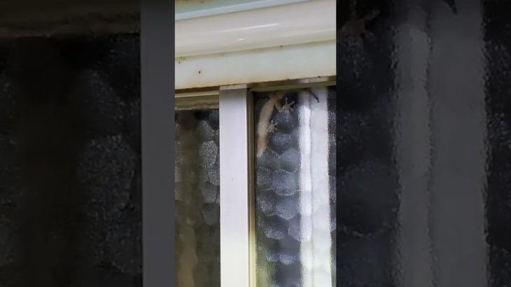 【スピリチュアル】2024 9/22　今日のヤモリくん