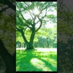 3秒カウントダウン ヒーリングミュージック 癒しの音楽 |  ♬SH0583 #music  #リラックス #meditationaid  #relaxing #shorts #short