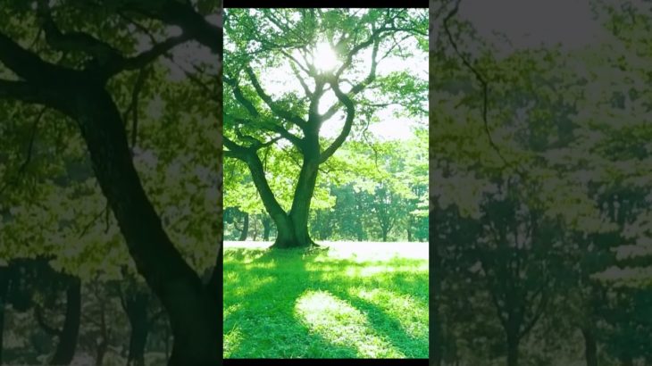 3秒カウントダウン ヒーリングミュージック 癒しの音楽 |  ♬SH0583 #music  #リラックス #meditationaid  #relaxing #shorts #short