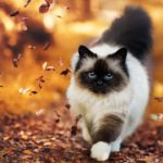 ウォーキング　ランニング　歩行瞑想　癒し音　432hz