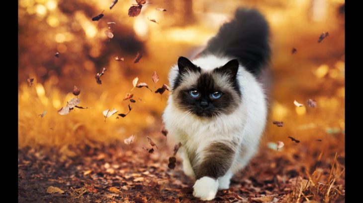 ウォーキング　ランニング　歩行瞑想　癒し音　432hz