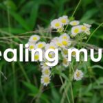 心を整える 朝の5分間瞑想と花の癒し 【 ヒーリングミュージック 】 Meditation music 5 minutes | ♬H00375