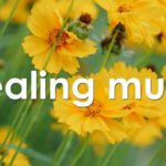 心を整える 朝の5分間瞑想と花の癒し 【 ヒーリングミュージック 】 Meditation music 5 minutes | ♬H00402