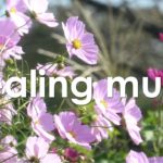 心を整える 朝の5分間瞑想と花の癒し 【 ヒーリングミュージック 】 Meditation music 5 minutes | ♬H00428