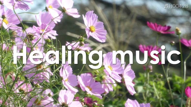 心を整える 朝の5分間瞑想と花の癒し 【 ヒーリングミュージック 】 Meditation music 5 minutes | ♬H00428