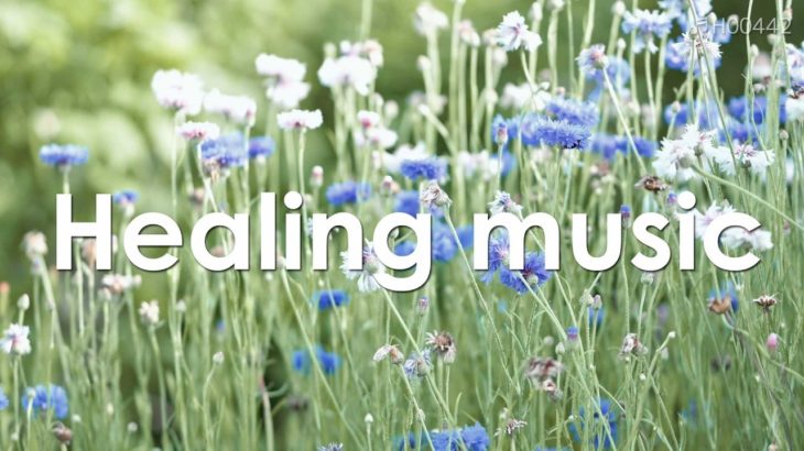 心を整える 朝の5分間瞑想と花の癒し 【 ヒーリングミュージック 】 Meditation music 5 minutes | ♬H00442