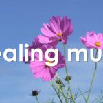 心を整える 朝の5分間瞑想と花の癒し 【 ヒーリングミュージック 】 Meditation music 5 minutes | ♬H00443