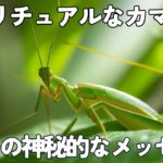 【スピリチュアルなカマキリのメッセージ】自然からの7つの神秘的なサイン