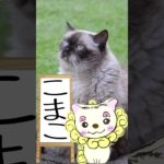 9/5のメッセージ♡ #こまこのまいにちメッセージ #スピリチュアルメッセージ #スピリチュアル好きな人と繋がりたい