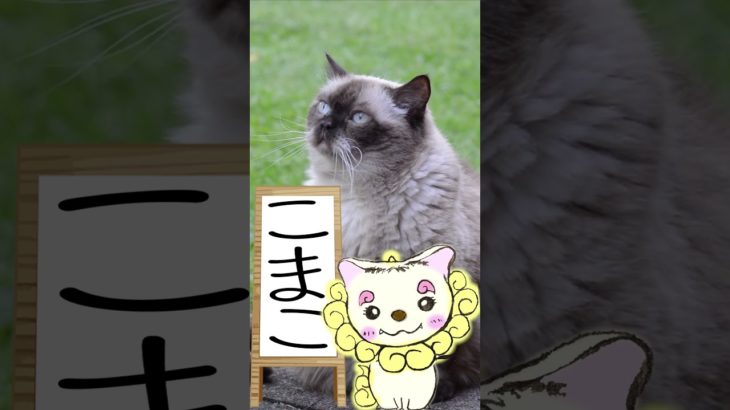 9/5のメッセージ♡ #こまこのまいにちメッセージ #スピリチュアルメッセージ #スピリチュアル好きな人と繋がりたい