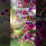 【朝の癒しBGM/1分間瞑想】#shorts #healing  #癒し #瞑想  #meditation #リフレッシュ #bgm #relaxingmusic #リラックスミュージック