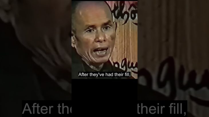 Lions Don’t Kill When Not Hungry #thichnhathanh #mindfulness #compassion #love