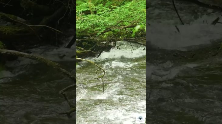 [[ RELAXING SOUNDS ]] ひんやり涼しい水の音｜睡眠、勉強、瞑想、癒し、リラックスに最適｜涼しく眠れる水の音