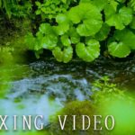 [[ RELAXING SOUNDS ]] ひんやり涼しい水の音｜睡眠、勉強、瞑想、癒し、リラックスに最適｜涼しく眠れる水の音