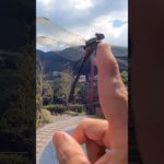 【asmr】トンボが！幸運舞い込むサイン👀　#shorts  #asmr #スピリチュアル