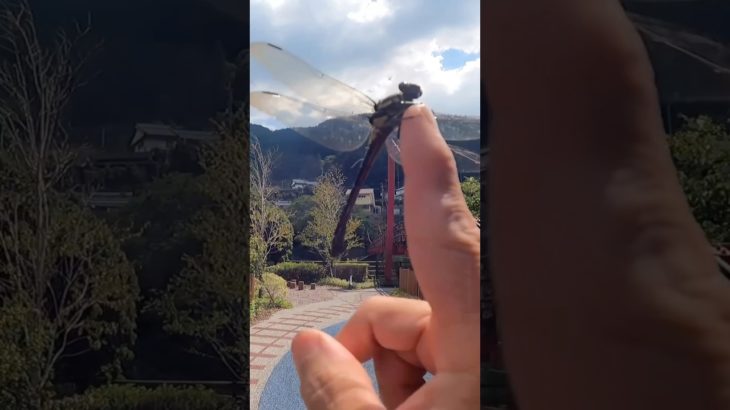 【asmr】トンボが！幸運舞い込むサイン👀　#shorts  #asmr #スピリチュアル