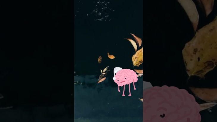 秋の疲れ #リフレッシュ #癒し #リラクゼーション #chill #relax #癒されるリラクゼーション #瞑想 #夜の瞑想 #癒される音楽 #睡眠用bgm