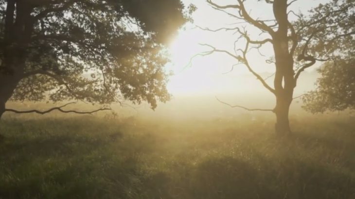 【瞑想】頭をボーっとさせよう　#癒し活動 #メンタル改善 #自律神経調整 #meditation                                     202409 07 1