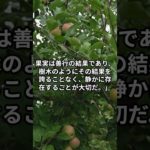 【ブッダの言葉】樹木と果実【説話】 #shorts #ブッダ #スピリチュアル #ブッダの言葉 #哲学 #幸せ #自己啓発 #悩み解消 #感動する話 #モチベーション動画 #人生の教訓