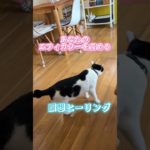 🍀癒しのにゃんこ瞑想ヒーリング#shorts