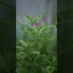 安心って何だろう#癒し#名言#ヒーリング#居場所#マインドフルネス #人生#気持ち #shorts #short #shortsfeed