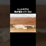 【風水の雑学】#雑学 #トリビア #豆知識 #風水 #スピリチュアル