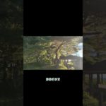 天女山でマインドフルネス、正念