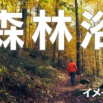 森林浴イメージ瞑想【マインドフルネス瞑想】