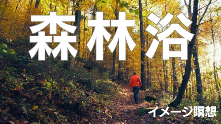 森林浴イメージ瞑想【マインドフルネス瞑想】