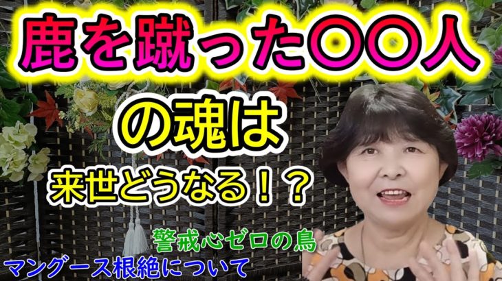【霊視が出来るスピリチュアルカウンセラーまゆみさん】今回は動物時事ネタ／鹿を蹴る〇〇人・警戒心ゼロのカカポ・マングース根絶