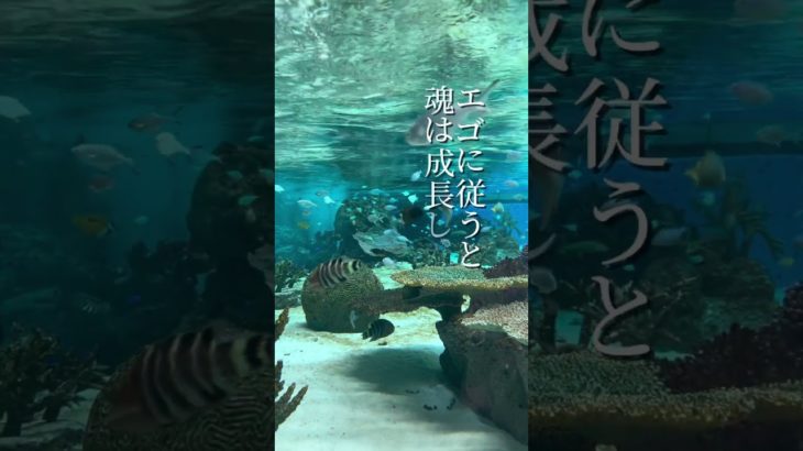 【知らないと大損】自己愛とわがままの違い#スピリチュアル #自己愛 #ご自愛 #自己肯定感